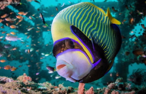 Emperor Angelfish inspects the dome port by Tony Cherbas 